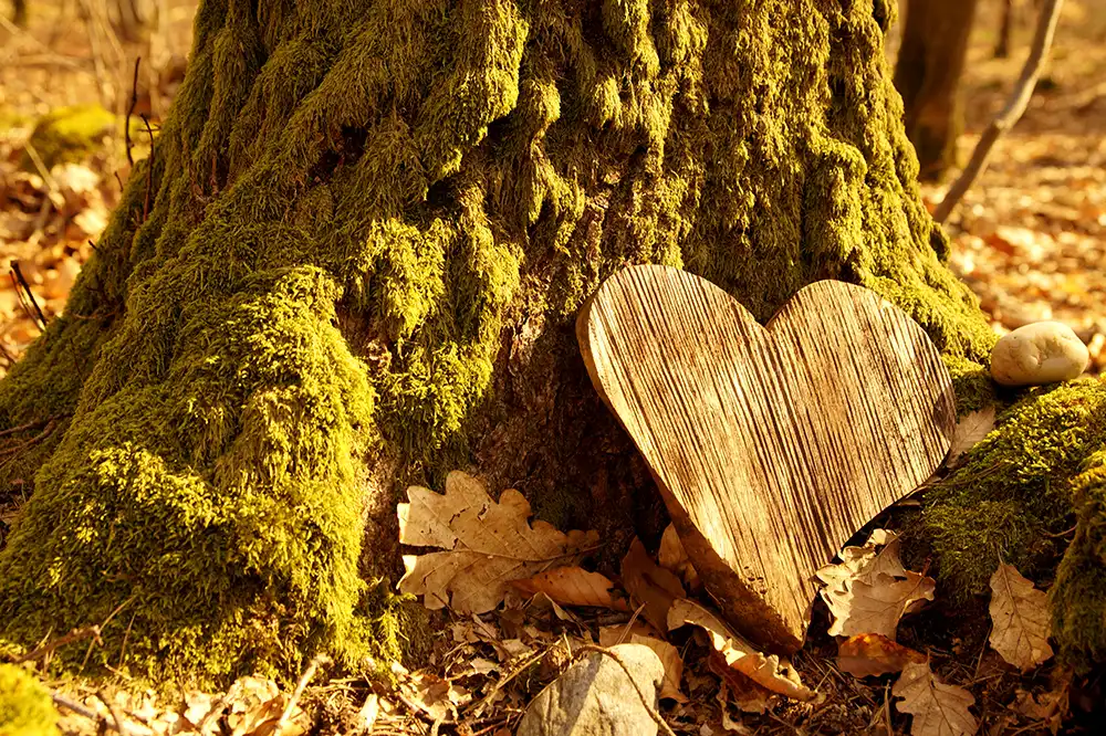 Waldbestattung - MEMORIS® Bestattungen